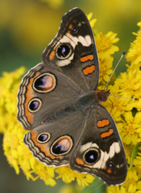 Common Buckeye